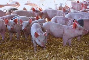 ¿Cómo reducir el impacto de las altas temperaturas en porcinos?