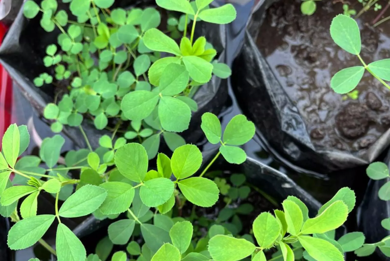 Con mejoramiento genético, amplían la tolerancia al anegamiento de la alfalfa
