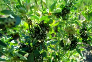 El Siete de oro: una plaga mortal para el ganado