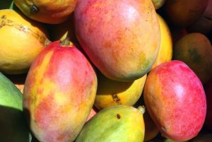 Mangos: una mancha negra puede hacer perder hasta el 100% de su rendimiento