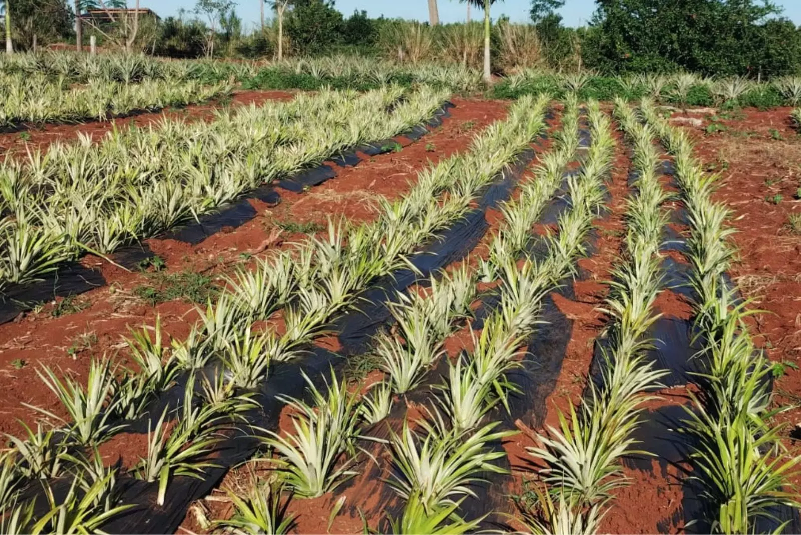 Ananá: el mulching plástico impulsa la innovación y expansión del cultivo