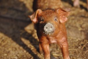 «Conocer a los animales es clave para una producción eficiente y sustentable»