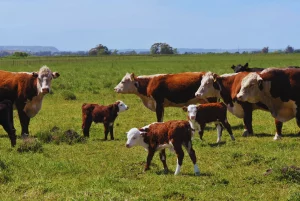 Alternativas para el control sustentable de garrapatas en bovinos