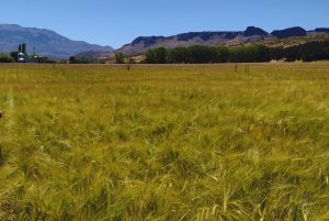 Crean una nueva variedad de cebada en la Patagonia