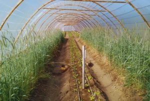 El uso del centeno como cultivo de cobertura mejora los suelos