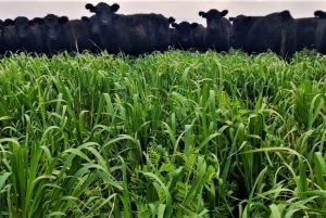 La vicia incrementó la producción de carne de 70 a 100 kilogramos por hectárea