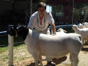 17/02 – OVINOS EN EXPOAGRO: LOS DORPER VIENEN A ABRIR UNA NUEVA ETAPA EN EL NEGOCIO