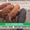 11/09- AFA remató más de 1000 cabezas de ganado