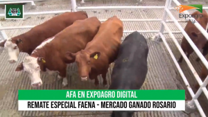 11/09- AFA remató más de 1000 cabezas de ganado