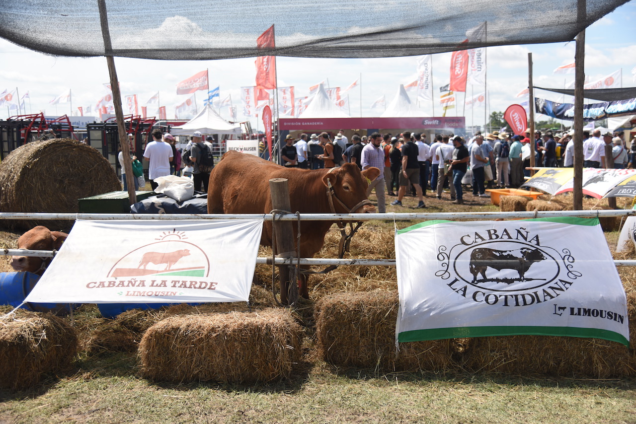 El Sector Ganadero en Expoagro: alta calidad, inversión y capacitación