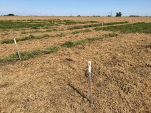 Secado químico de Vicia villosa: técnicas para un cierre efectivo