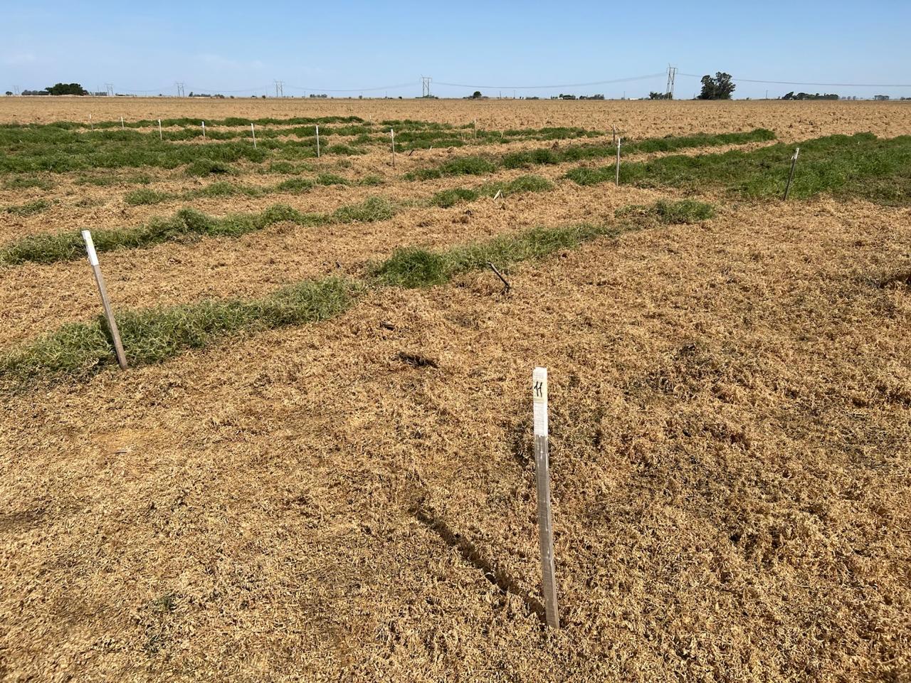Secado químico de Vicia villosa: técnicas para un cierre efectivo