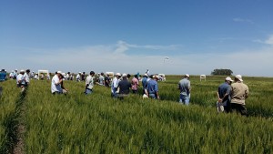 18/11 – El trigo se muestra con todo en Expoagro