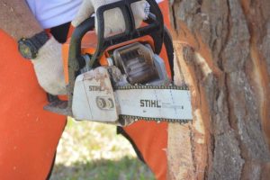 08/03 – STIHL REALIZARÁ LA PRIMERA DEMOSTRACIÓN DE APROVECHAMIENTO DE MADERA PARA RECURSOS EFICIENTES