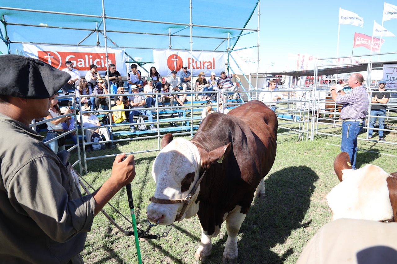 Jornada Braford en Acción para mostrar todo el potencial de la raza en Expoagro 2022