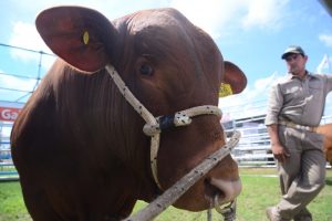 Carne: escasez, demanda insatisfecha y precios globales que no paran de crecer no alcanzan para incentivar a una ganadería local con restricciones