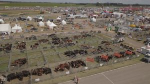 25/11-EL GANADO PISA FUERTE EN EXPOAGRO