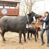 16/08- “DONDE LA VACA SOBREVIVE, EL BÚFALO SE CRÍA Y PRODUCE MUCHO”