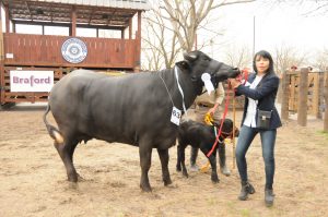 16/08- “DONDE LA VACA SOBREVIVE, EL BÚFALO SE CRÍA Y PRODUCE MUCHO”