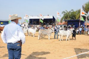 16/08- ¿POR QUÉ USAR BRAHMAN EN EL NORTE ARGENTINO?