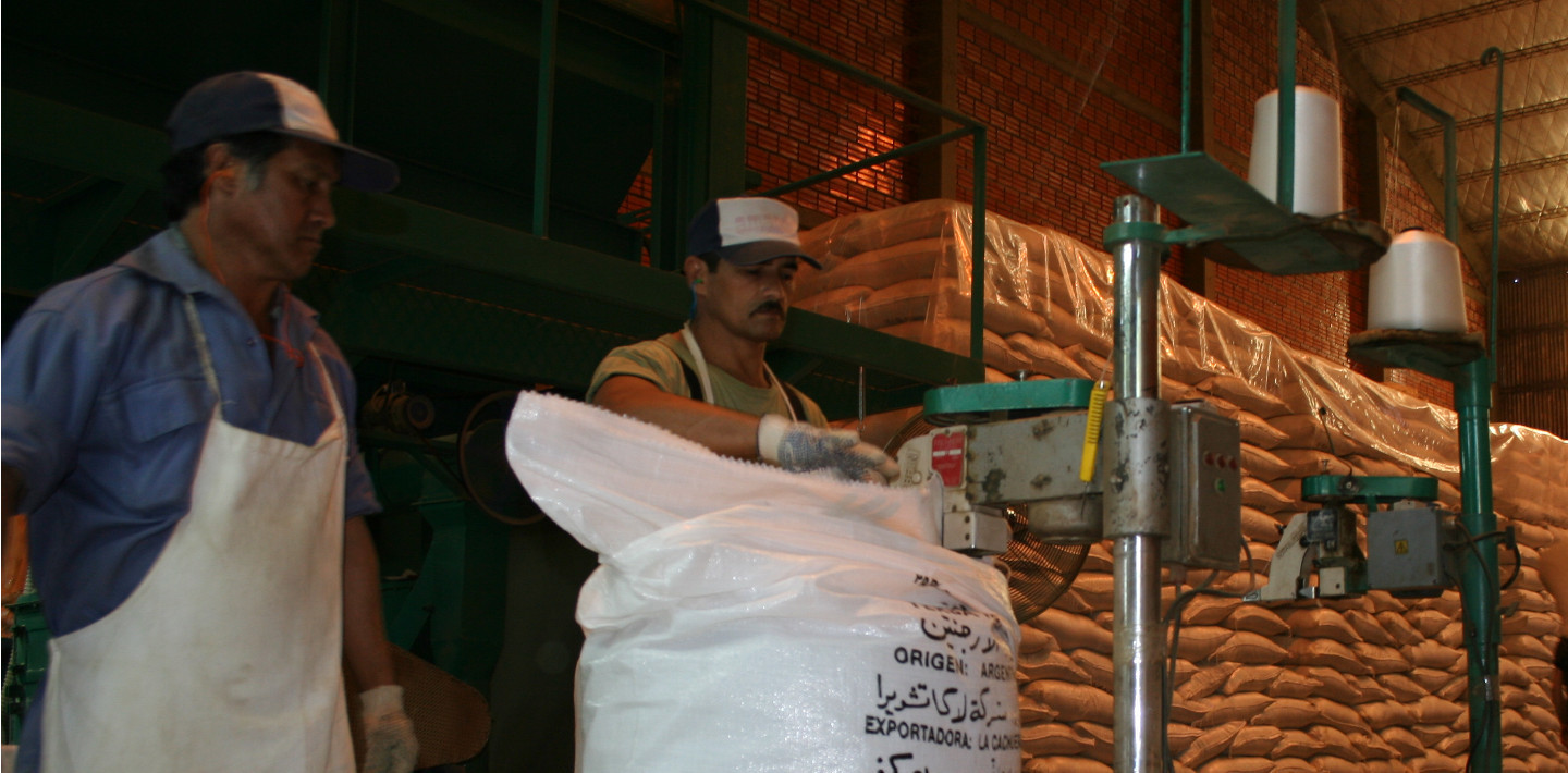 Yerba mate: Exportaciones récord y mercado interno en plena recuperación