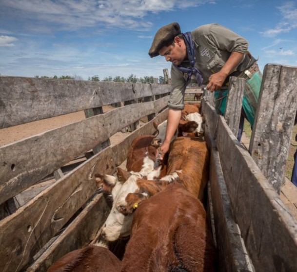La fórmula ganadera: herramientas biotecnológicas y buen plan sanitario  para crecer en la ganadería