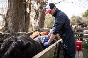 Ganadería: En Argentina se aplica menos del 40% de las vacunas que se requieren