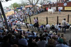 Gran expectativa por los remates en Las Nacionales