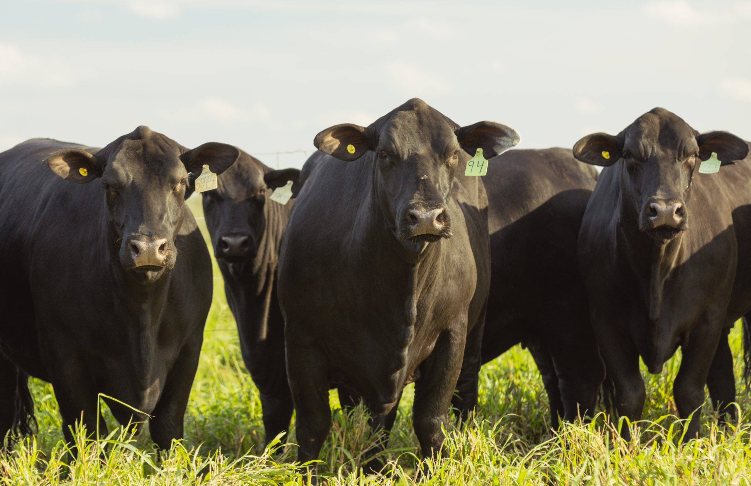 “La ganadería en el norte tiene un potencial para crecer más, en cantidad de cabezas y calidad de producto”