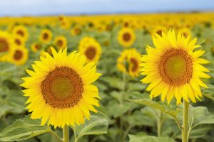 Dos nuevos híbridos de girasol llegan al mercado