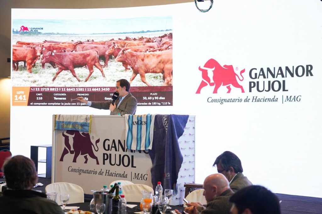 Mañana, más de 13.000 cabezas saldrán a remate de la mano de Galicia y Gananor Pujol - Expoagro - Edición YPF Agro