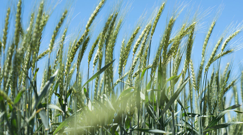 Con lanzamientos en trigo, sorgo y arveja, RGT amplía su oferta genética para el agro argentino - Expoagro - Edición YPF Agro