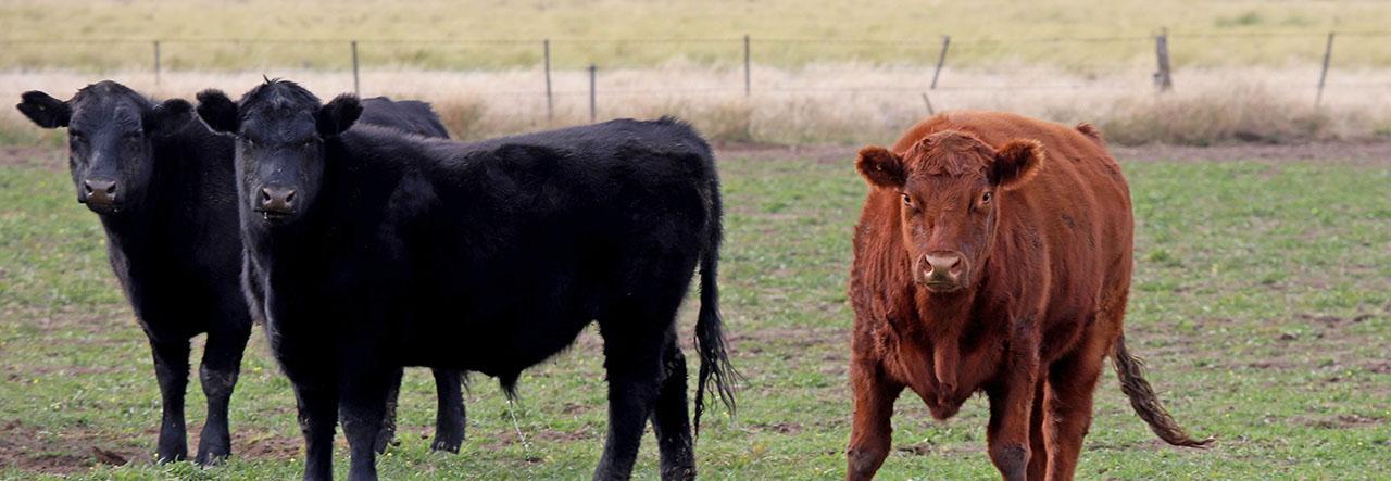 Semana Angus de Primavera 2026: un escenario clave para los negocios ganaderos