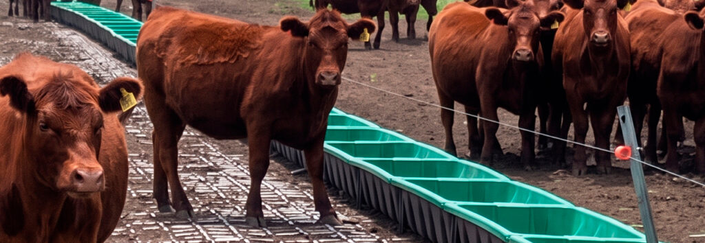 Feed Plast apuesta a la ganadería con soluciones para el manejo diario