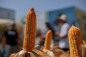 NK presentará lanzamientos en sus tres líneas de cultivos