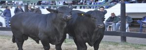 La Secretaría de Agricultura, Ganadería y Pesca de la Nación demostrará el potencial del Brangus Argentino en el Congreso Mundial