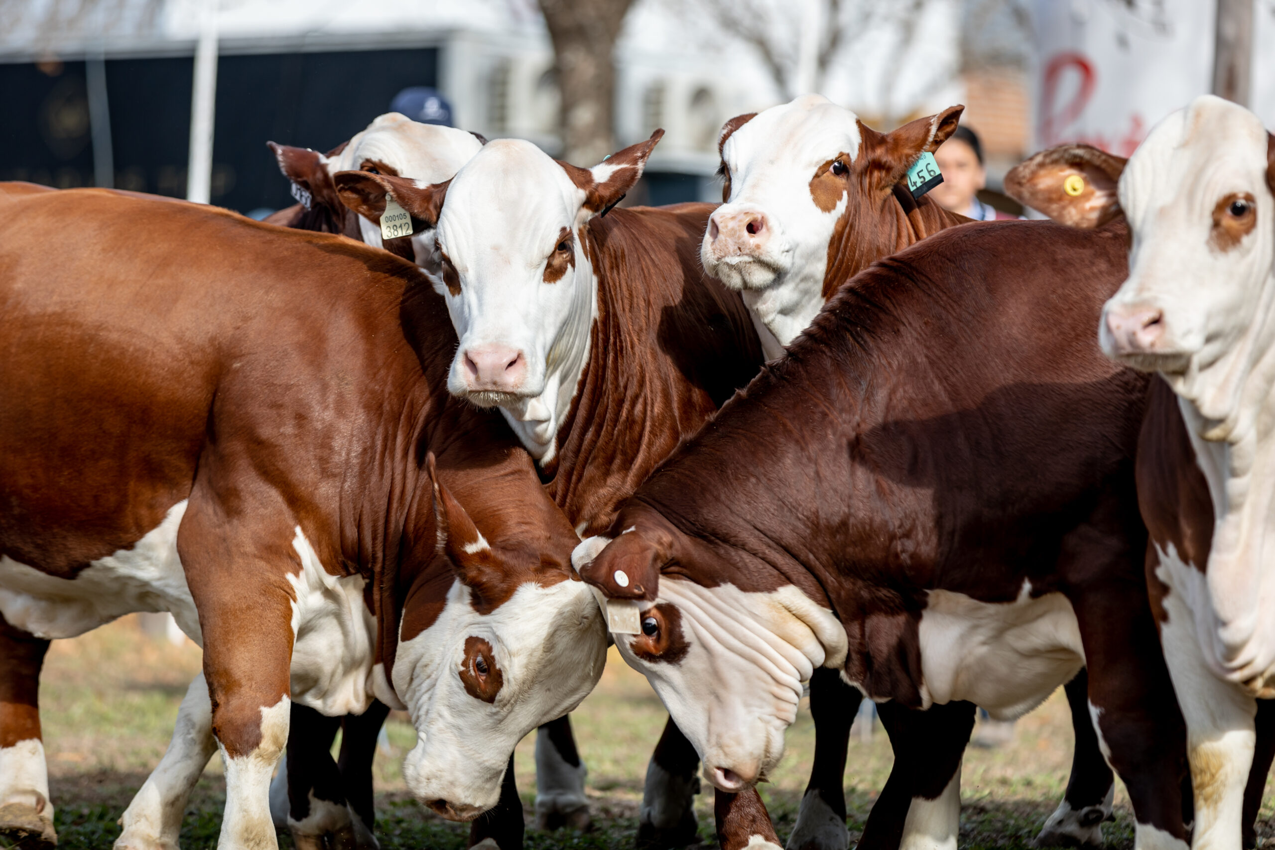 Braford: eficiencia genética y carne de calidad rumbo a Las Nacionales 2025