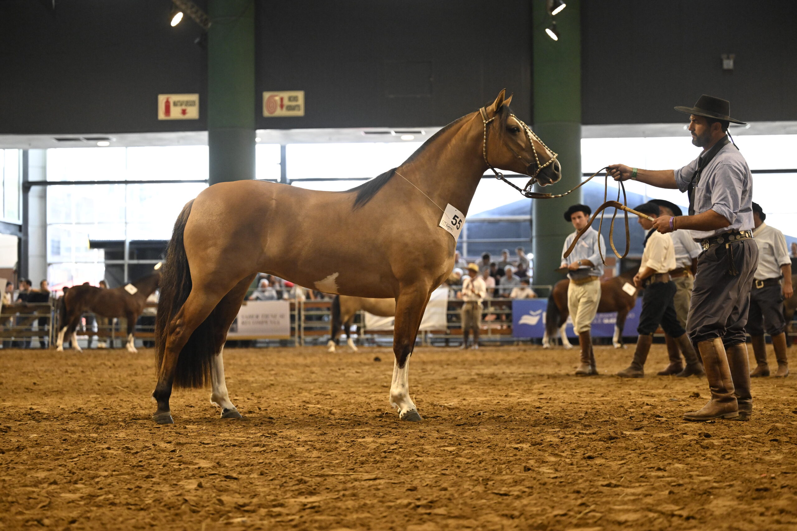 Tradición, raza y futuro: Los Caballos Criollos dicen presente en Las Nacionales 2025