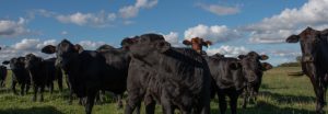 Galicia financiará a los productores ganaderos con promociones inigualables