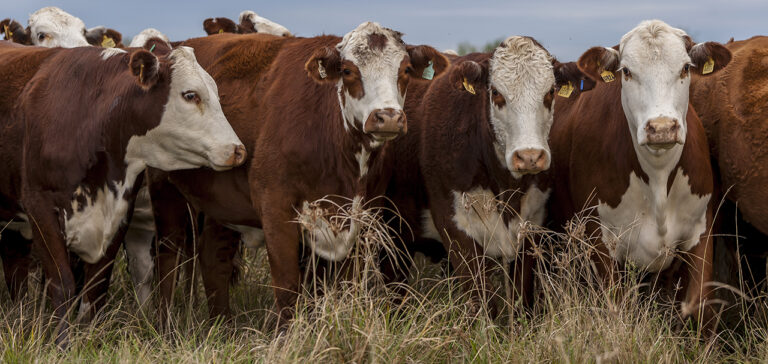 Vetanco llega con innovación y soluciones integrales para el productor