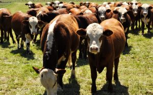 Swift Argentina – Minerva Foods acompaña las Nacionales  de las razas Braford, Brangus y Brahman