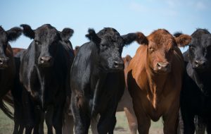 Soluciones financieras y digitales transforman al agro