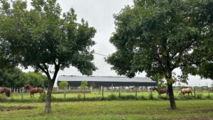 El nuevo templo de las razas: Corrientes levanta un galpón a la altura de las Nacionales