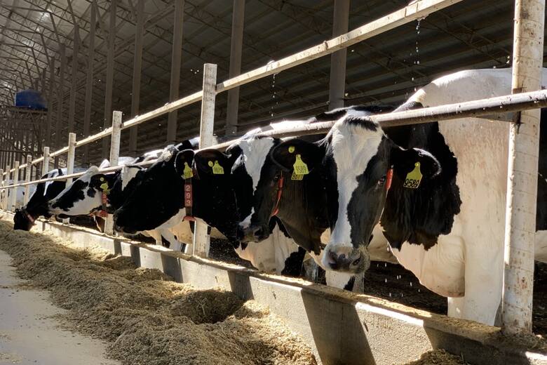 Cuando las vacas se ordeñan solas: el avance de los tambos robotizados y los nuevos desafíos de manejo