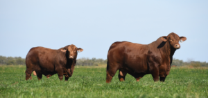 Grupo VILLANUEVA y MSD Salud Animal potencian su presencia en las NACIONALES 2026
