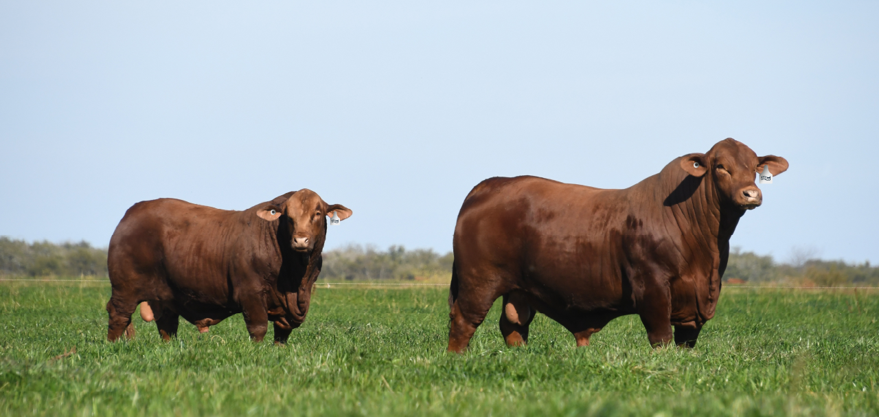 Grupo VILLANUEVA y MSD Salud Animal potencian su presencia en las NACIONALES 2026