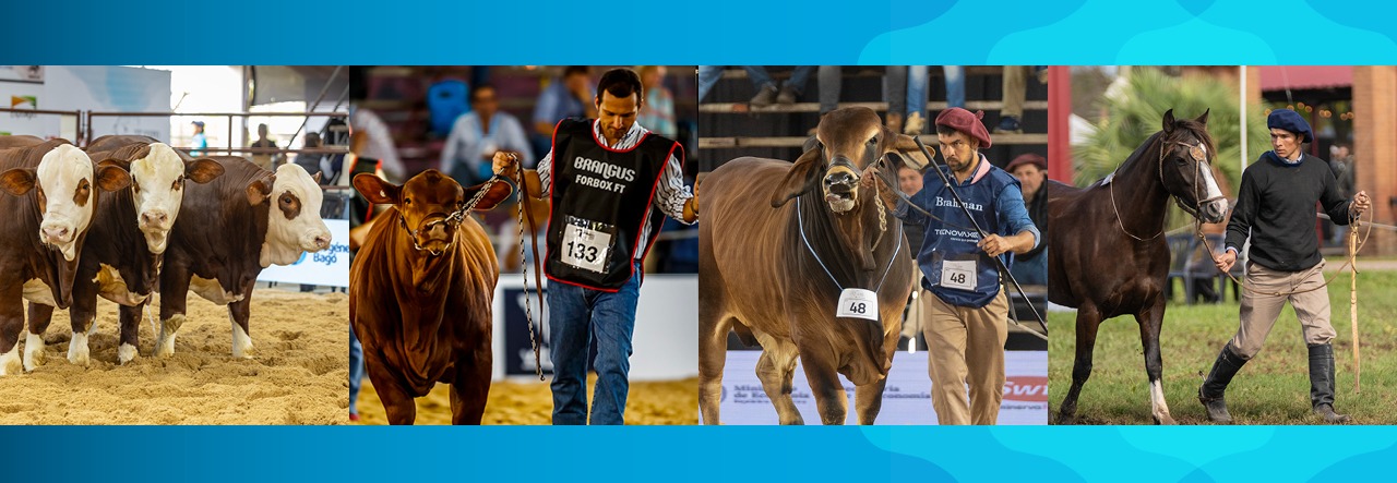 Las NACIONALES 2026 se preparan para una semana de genética y grandes negocios