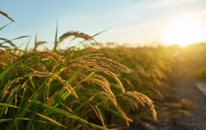 Una nueva tecnología revoluciona el sorgo