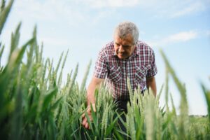 OCP Nutricrops pone el foco en la fertilidad del suelo y presenta su estrategia de nutrición