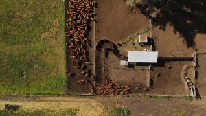 El camino hacia la sostenibilidad: La ganadería aporta innovación en San Nicolás